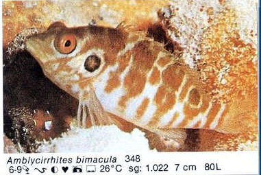 Amblycirrhites bimacula